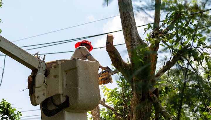 tree removal rockland county