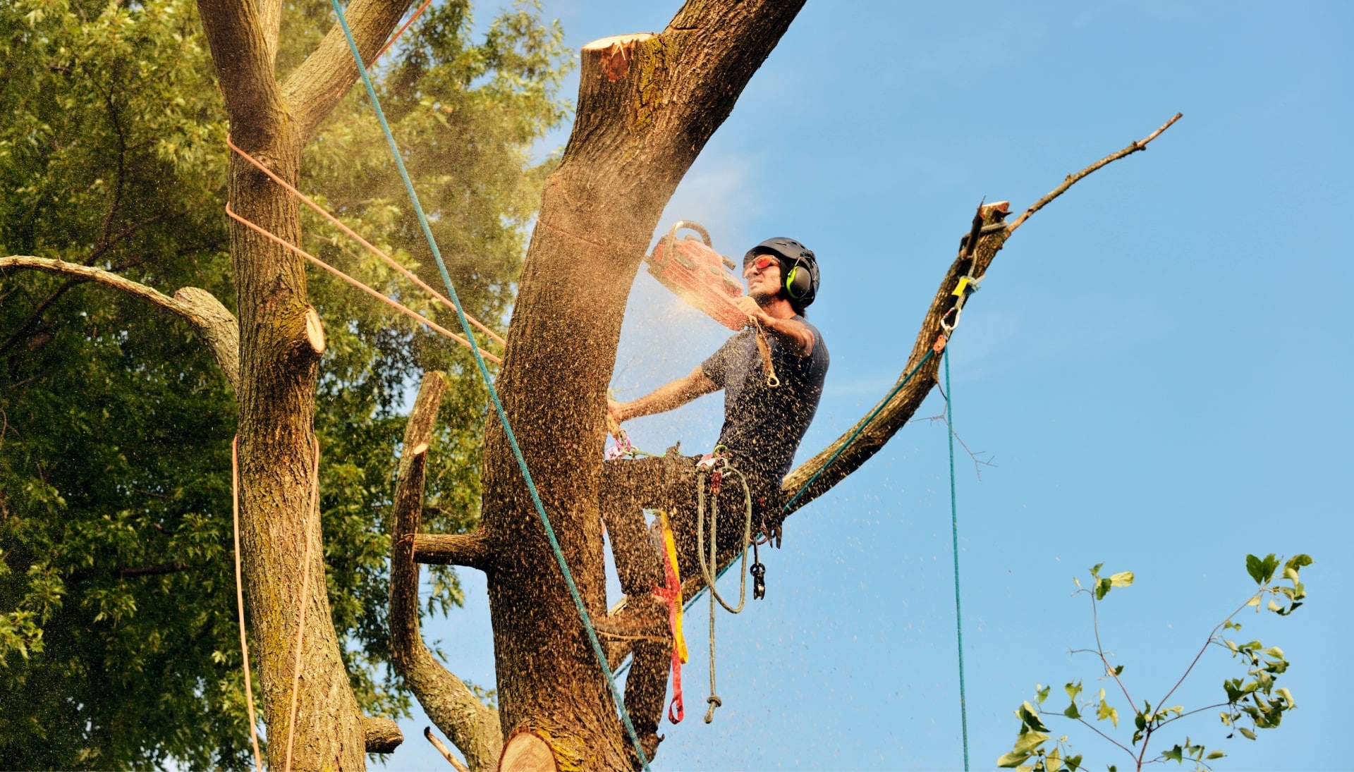 Rockland County tree removal experts solve tree issues.