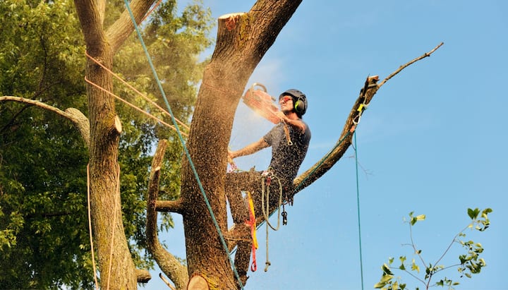 tree service rockland county