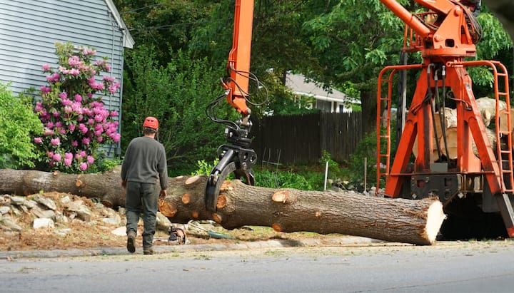 tree service rockland county