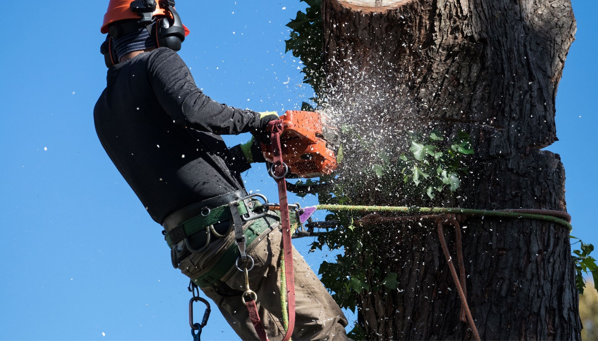 Professional Tree removal solutions in Rockland County